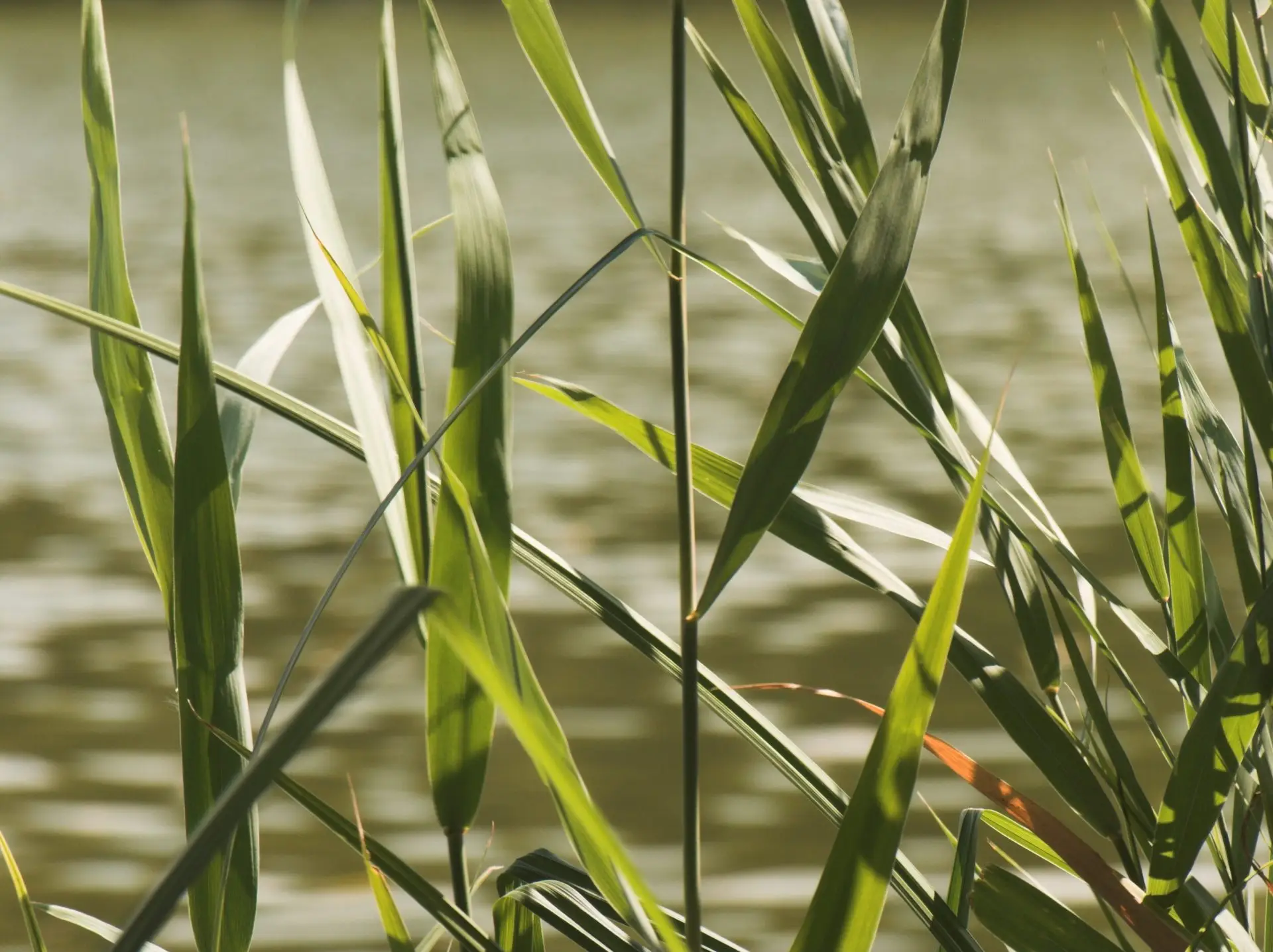 Water plants